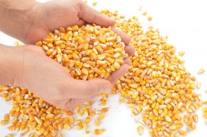 corn bulk-flow